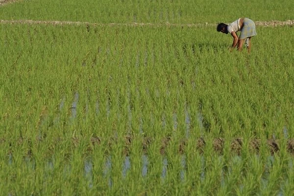 Share-cropper tending rice in paddyfield