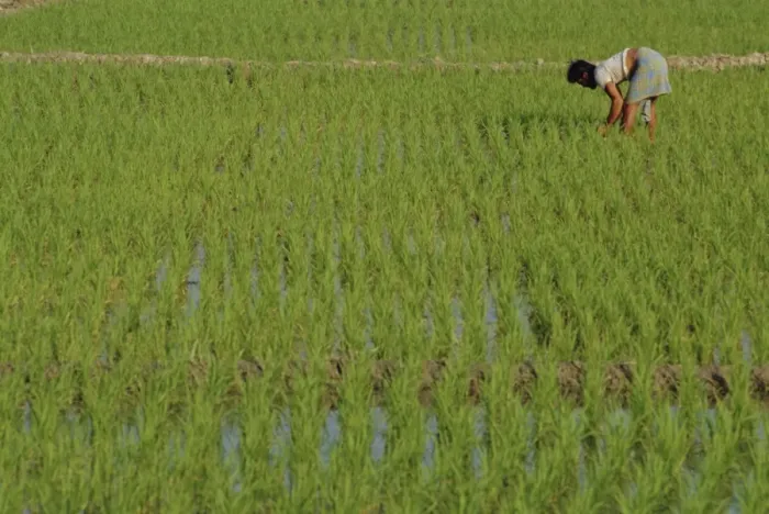 Framed Print : Share-cropper tending rice in paddyfield