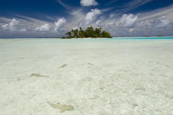 Framed Print : Sharks, Blue Lagoon