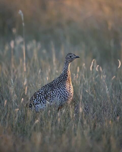 Sharp-tailed grouse (Tympanuchus phasianellus, previously Tetrao phasianellus), Custer State Park, South Dakota, United States of America, North America