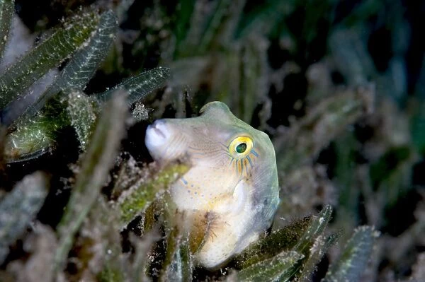 Sharpnose pufferfish (Canthigaster rostrata), Dominica, West Indies, Caribbean, Central America