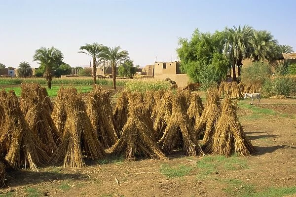 Sheaves of grain after harvest on farm at Luxor, Egypt, North Africa, Africa