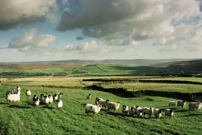 Framed Print : Sheep on Abney Moor on an autumn morning, Peak District National Park, Derbyshire Framed Print : Sheep on Abney Moor on an autumn morning, Peak District National Park, Derbyshire