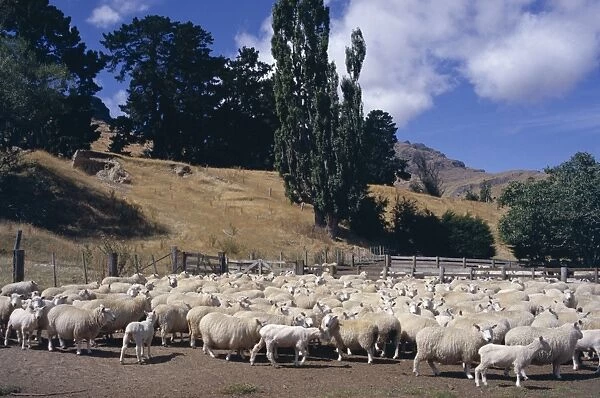 Sheep on the Banks Peninsula