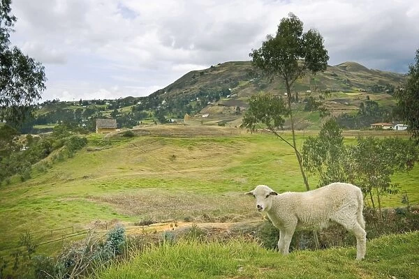 Sheep at the boundary of the most important Inca site in Ecuador, elevation 3230m