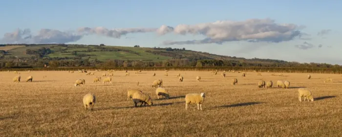 Framed Print : Sheep in the Cotswolds, Tewkesbury, Gloucestershire, England, United Kingdom, Europe Framed Print : Sheep in the Cotswolds, Tewkesbury, Gloucestershire, England, United Kingdom, Europe