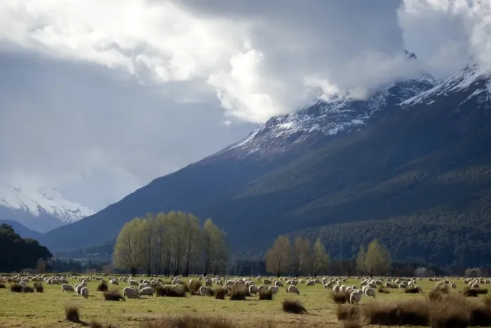 Framed Print : Sheep in Dart River Valley, Glenorchy, Queenstown, South Island, New Zealand, Pacific Framed Print : Sheep in Dart River Valley, Glenorchy, Queenstown, South Island, New Zealand, Pacific