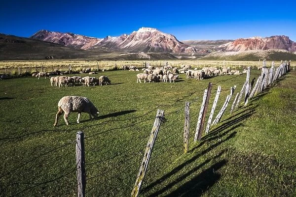 Sheep on the farm at Estancia La Oriental, Perito Moreno National Park, Santa Cruz Province