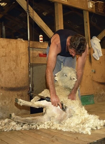 A sheep farmer shears one of his flock near Paeroa