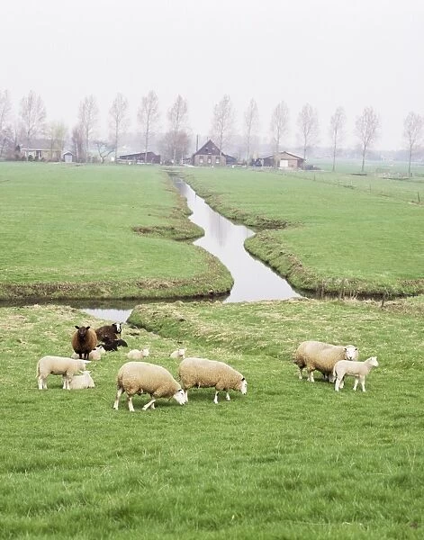 Sheep and farms on reclaimed polder lands around Amsterdam
