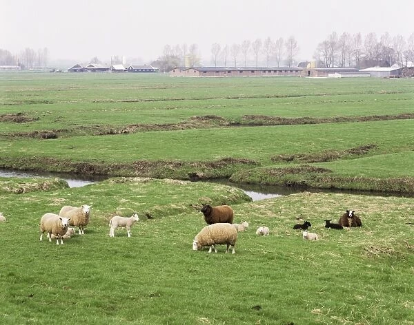 Sheep and farms on reclaimed polder lands around Amsterdam