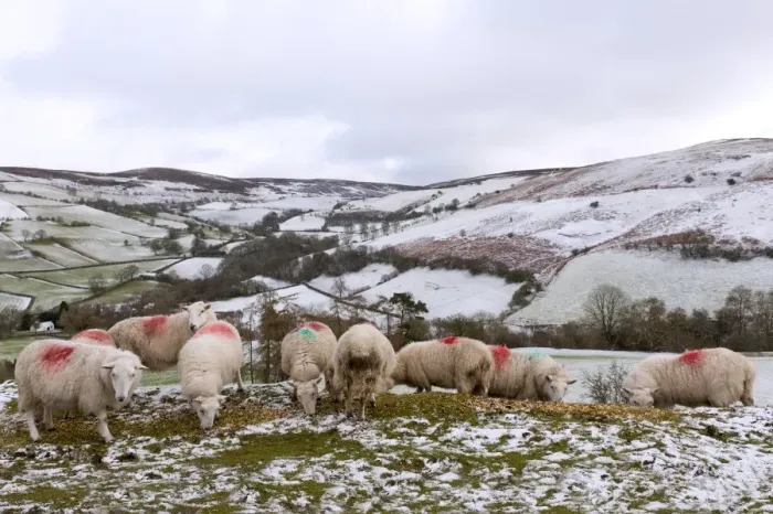 Framed Print : Sheep feed on high moorland in a wintry landscape in Powys, Wales, United Kingdom, Europe Framed Print : Sheep feed on high moorland in a wintry landscape in Powys, Wales, United Kingdom, Europe
