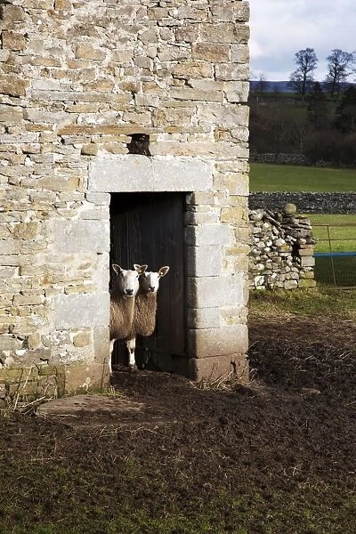 Two sheep in a field barn near Aysgarth, Yorkshire Dales, England, United Kingdom, Europe