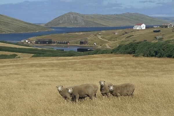 Sheep in field of golden grass at Port Howard in the Falkland Islands, South America