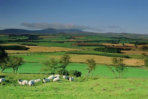 Sheep and fields with Cheviot Hills in the distance, Northumbria (Northumberland)