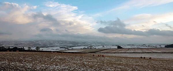 Sheep foraging on frozen fields, Lower Pennines, Eden Valley, Cumbria, England, Unired Kingdom, Europe