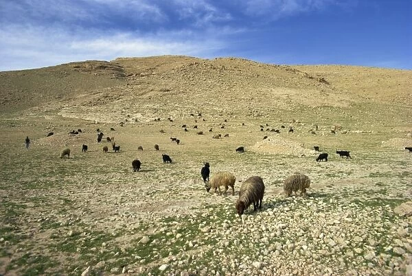 Sheep grazing in agricultural landscape near Shiraz