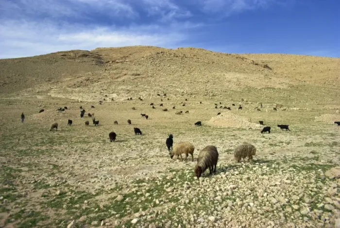 Framed Print : Sheep grazing in agricultural landscape near Shiraz Framed Print : Sheep grazing in agricultural landscape near Shiraz