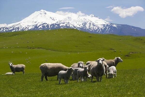 Sheep grazing beneath Mount Ruapehu, Tongariro National Park, UNESCO World Heritage Site, North Island, New Zealand, Pacific