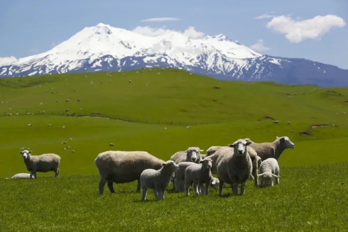 Framed Print : Sheep grazing beneath Mount Ruapehu, Tongariro National Park, UNESCO World Heritage Site, North Island, New Zealand, Pacific Framed Print : Sheep grazing beneath Mount Ruapehu, Tongariro National Park, UNESCO World Heritage Site, North Island, New Zealand, Pacific