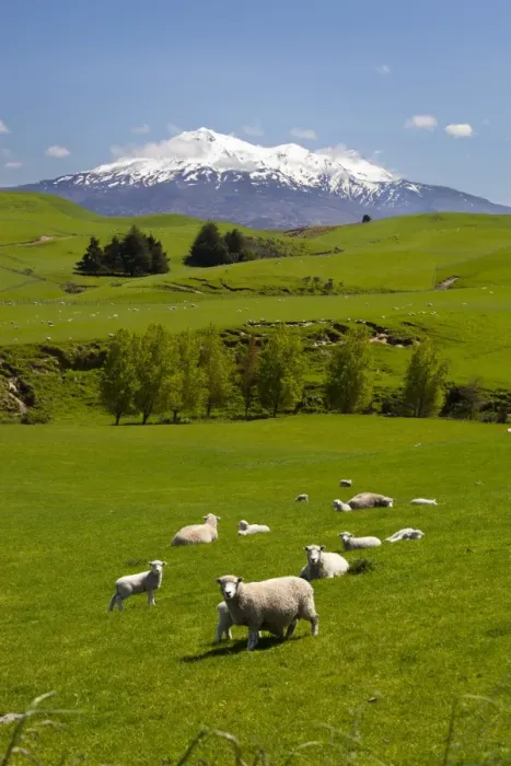 Framed Print : Sheep grazing beneath Mount Ruapehu, Tongariro National Park, UNESCO World Heritage Site, North Island, New Zealand, Pacific Framed Print : Sheep grazing beneath Mount Ruapehu, Tongariro National Park, UNESCO World Heritage Site, North Island, New Zealand, Pacific