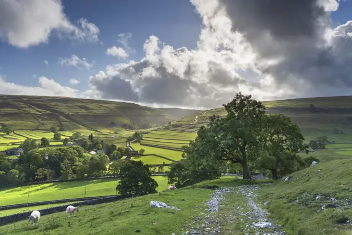 Framed Print : Sheep grazing and distant dry stone walls around Arncliffe Village in Littondale Framed Print : Sheep grazing and distant dry stone walls around Arncliffe Village in Littondale