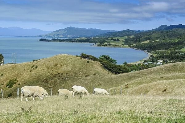 Sheep grazing, Farewell Spit, South Island, New Zealand, Pacific