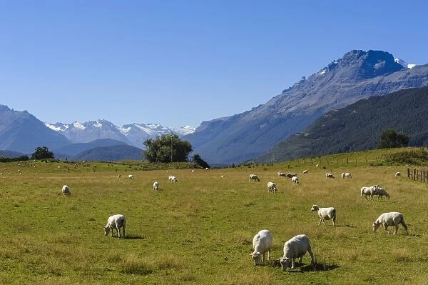 Sheep grazing on a green field, Rees Valley near Queenstown, Otago, South Island, New Zealand, Pacific