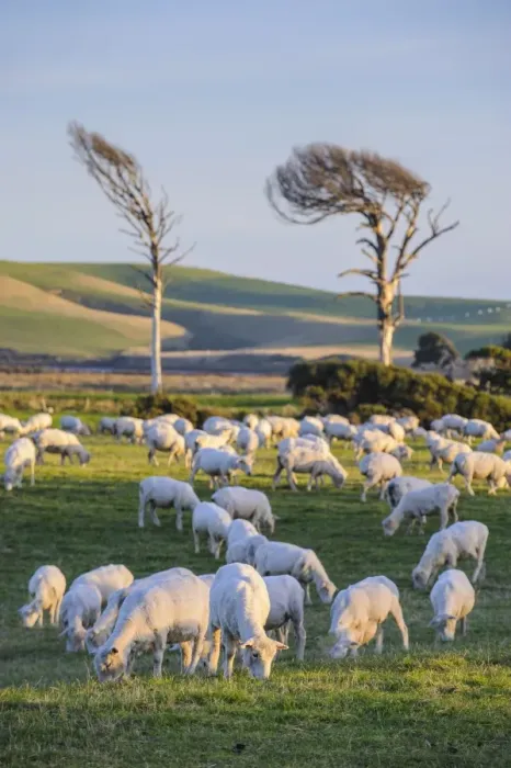 Framed Print : Sheep grazing in the green fields of the Catlins, South Island, New Zealand, Pacific Framed Print : Sheep grazing in the green fields of the Catlins, South Island, New Zealand, Pacific
