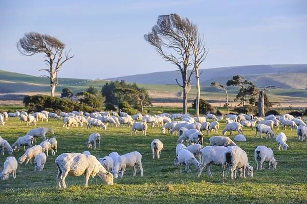 Sheep grazing in the green fields of the Catlins, South Island, New Zealand, Pacific