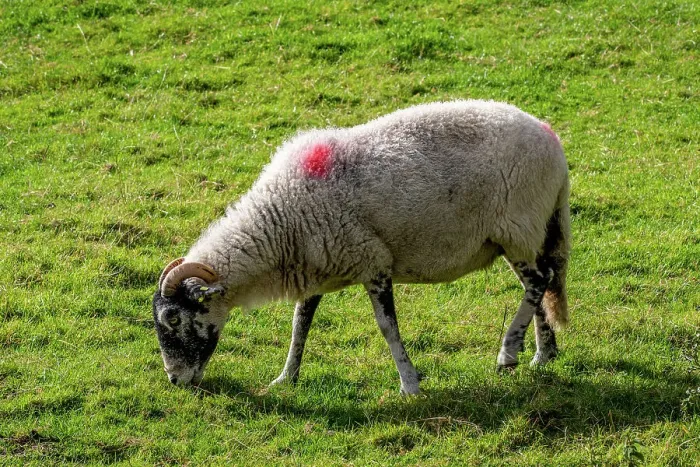 Framed Print : Sheep grazing on green pasture with a markings on back, North Yorkshire, England, United Kingdom, Europe Framed Print : Sheep grazing on green pasture with a markings on back, North Yorkshire, England, United Kingdom, Europe