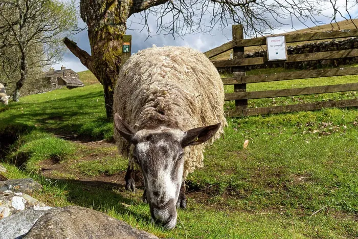 Framed Print : Sheep grazing in a lush green pasture with trees and a wooden fence in the background, showcasing rural farm life, North Yorkshire, England, United Kingdom, Europe Framed Print : Sheep grazing in a lush green pasture with trees and a wooden fence in the background, showcasing rural farm life, North Yorkshire, England, United Kingdom, Europe