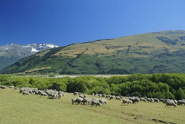 Sheep grazing in the Rees River valley near Glenochry