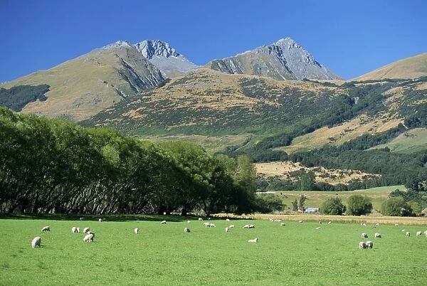 Sheep grazing in the Rees River valley near Glenorchy