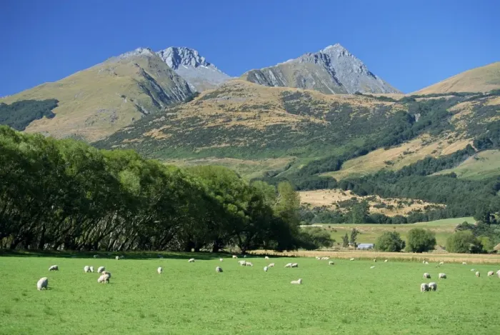 Framed Print : Sheep grazing in the Rees River valley near Glenorchy Framed Print : Sheep grazing in the Rees River valley near Glenorchy