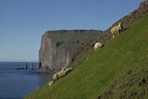 Sheep grazing on a steep slope above cliffs of rugged coastline, Faroe Islands