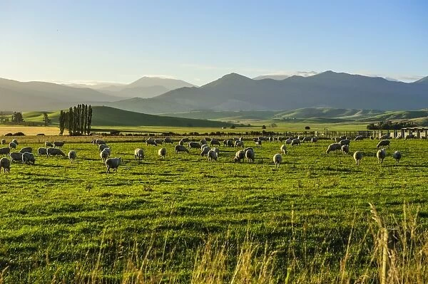 Sheep grazing at sunset, Queenstown, Otago, South Island, New Zealand, Pacific