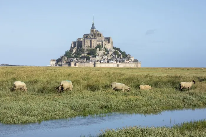 Framed Print : Sheep grazing with the village in the background, Mont-Saint-Michel, UNESCO World Heritage Site Framed Print : Sheep grazing with the village in the background, Mont-Saint-Michel, UNESCO World Heritage Site