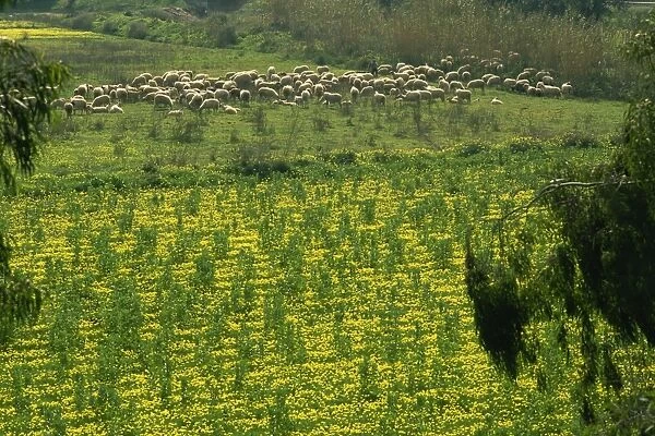 Sheep grazing among wild flowers near Faro Airport, Algarve, Portugal, Europe