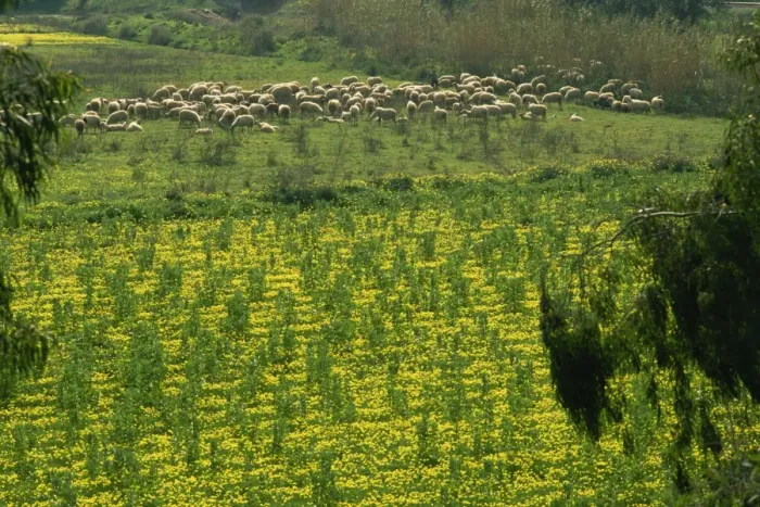 Framed Print : Sheep grazing among wild flowers near Faro Airport, Algarve, Portugal, Europe Framed Print : Sheep grazing among wild flowers near Faro Airport, Algarve, Portugal, Europe