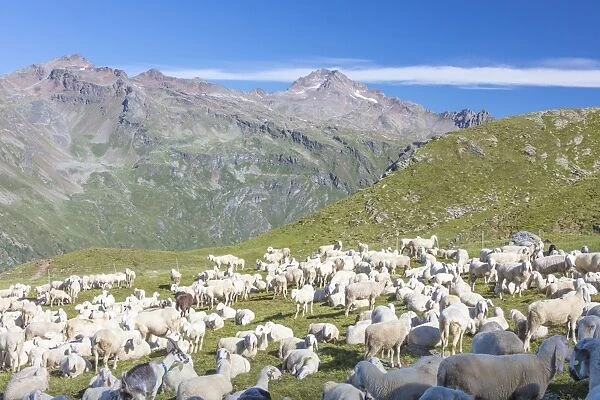 Sheep in the green pastures surrounded by rocky peaks, Val Di Viso, Camonica Valley