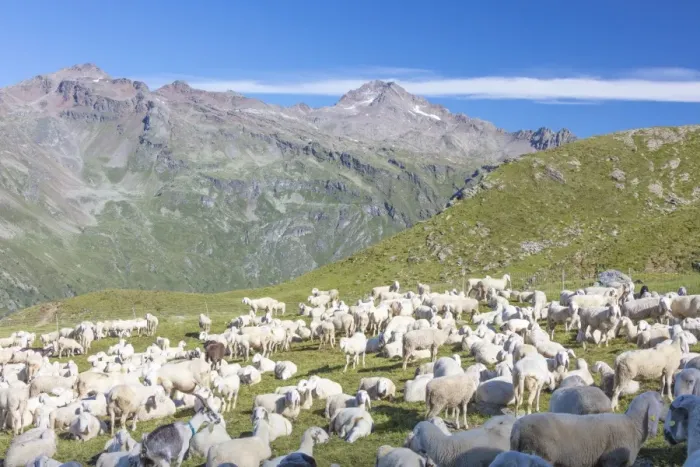 Framed Print : Sheep in the green pastures surrounded by rocky peaks, Val Di Viso, Camonica Valley