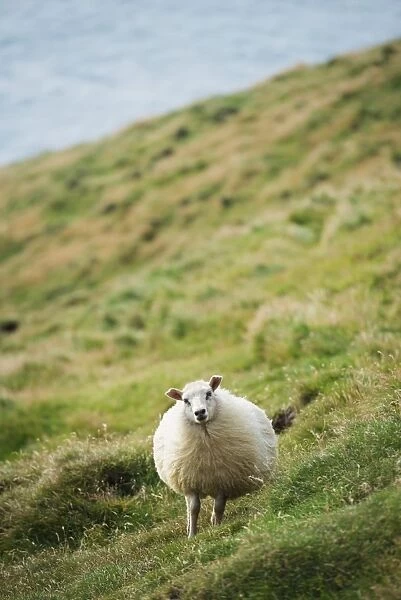 Sheep, Heimaey Island, Vestmannaeyjar, volcanic Westman Islands, Iceland, Polar Regions