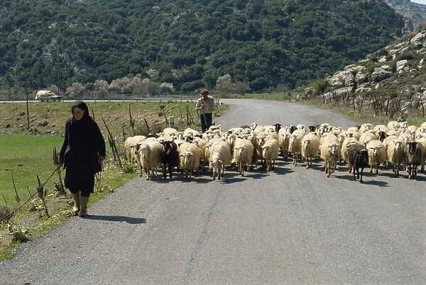 Sheep being herded along the road