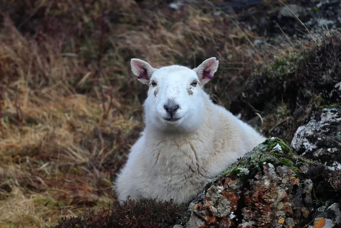 Framed Print : Sheep, Isle of Skye, Scotland Framed Print : Sheep, Isle of Skye, Scotland