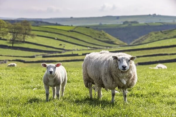 Sheep and lamb above Cressbrook Dale, typical spring landscape in the White Peak