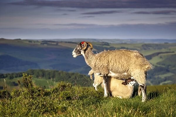 Sheep with lamb on Stanage Edge, Peak District National Park, Derbyshire, England