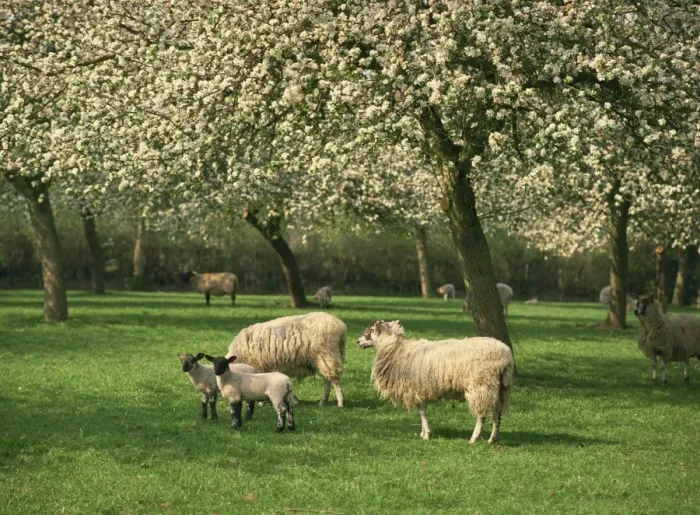 Framed Print : Sheep and lambs beneath apple trees in blossom in spring in a cider orchard in Herefordshire Framed Print : Sheep and lambs beneath apple trees in blossom in spring in a cider orchard in Herefordshire