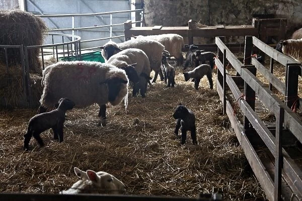Sheep and lambs on a Dartmoor farm, Devon, England, United Kingdom, Europe