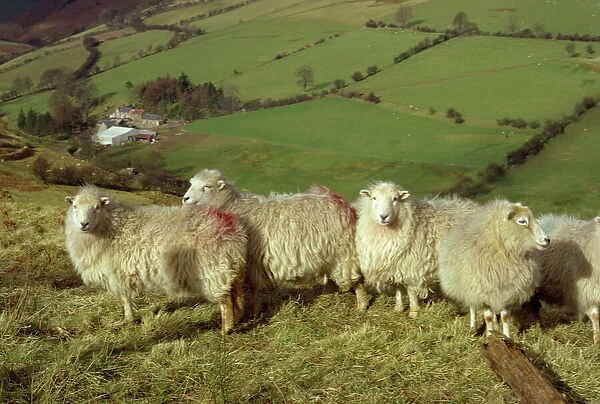 Sheep between Llanarmon and Llanrhaeadr